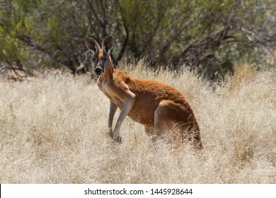 Male Red Kangaroo
Macropus Rufus