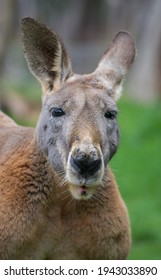 Male Red Kangaroo Portrait Shot 