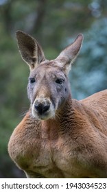 Male Red Kangaroo Posing For Photo