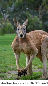 Male Red Kangaroo Posing For Photograph