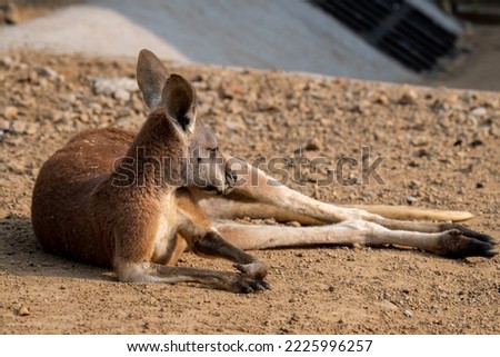 Male red kangaroo showing its short reddish fur, long tail, four limbs and raised head while laying-resting on the earthy soil covered ground on a sunny day