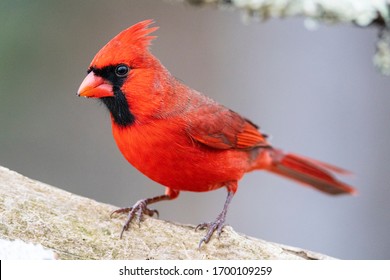 Male red northern cardinal in Michigan.