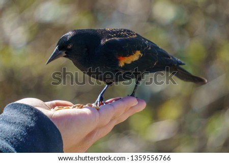 Male Red winged Blackbird (Agelaius phoeniceu) sitting on woman's hand and eating seeds, British Columbia, Canada.