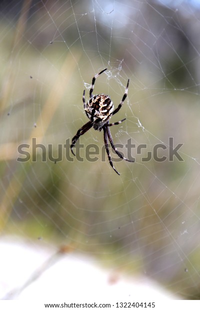 Male Redback Spider Poisonous Australian Spider Stock Photo Edit