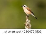 male Red-backed shrike on its nesting territory in a forest of oak and thorn bushes at the first light of a spring day