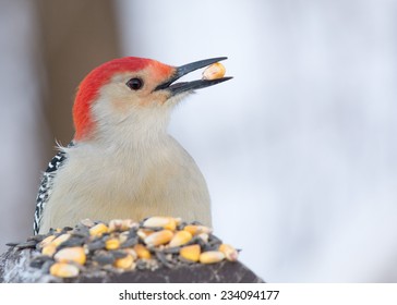 Male Red-bellied Woodpecker Eating Bird Seed On A Wooden Post.