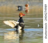 The male red-crested pochard, characterized by its vibrant red crest and striking plumage, gracefully navigates the waters of Asan Conservation Reserve in Dehradun, showcasing its elegance.