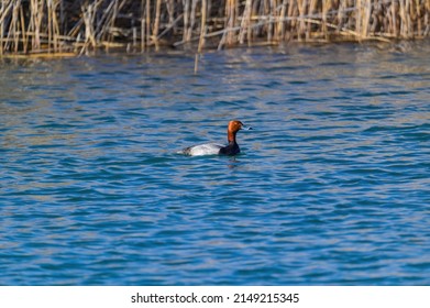 A male Redhead Duck swims in a marsh on Harsen's island, Clay Township, Michigan.