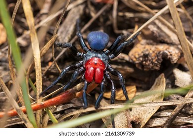 A Male Red-headed Mouse Spider (Missulena Occatoria) Has A Bright Red Head And Jaws And Blue Black Abdomen. They Are Found Throughout Australia And Their Venom Is Very Toxic.