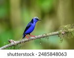 Male of Red-legged honeycreeper (Cyanerpes cyaneus), small songbird species in the tanager family (Thraupidae), La Fortuna, Volcano Arenal, Wildlife and birdwatching in Costa Rica.