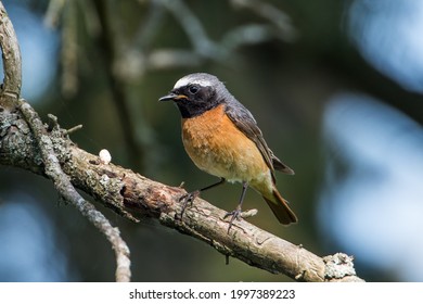 The male redstart (Phoenicurus phoenicurus) perching on a pine twig with a defocused background