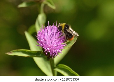 Male Red-tailed Bumblebee On Knapweed, England, UK. 