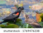 Male red-winged blackbird feeding a female while they are standing on some lily pads with blurry vegetation filled water in the background