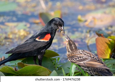 Bird Photography Special deal Male and Female Red-Winged Blackbird Prints