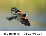 Male Red-winged blackbird in flight
