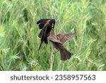 A male Red-winged Blackbird parent brings food to feed one of its young who is perched on a stick awaiting food.