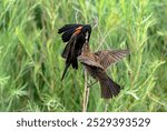 A male Red-winged Blackbird parent brings food to feed one of its juvenile young who is perched on a stick awaiting food.