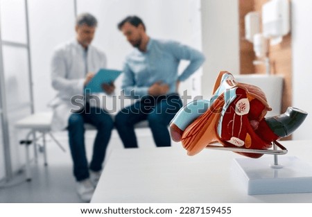 Male reproductive anatomy model on doctor's table during urologist consultation for sick patient in background. Treatment of men's diseases and prostatitis