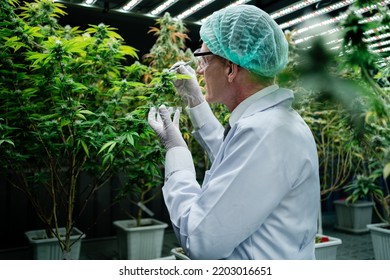 Male Researcher Specializing In Medical Cannabis Research. Medical Concept CBD Hemp Cannabis Scientists Are Investigating The Quality Of Cannabis In The Cultivation Plant.