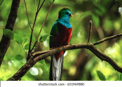 Male of resplendent quetzal (Pharomachrus mocinno) sits on branch in the forest. Costa Rica.