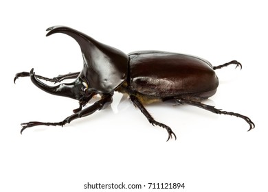 Male Rhinoceros Beetle Isolated On White Stock Photo 711121894 ...