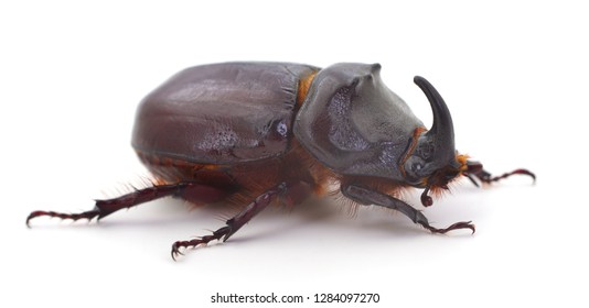 Male of rhinoceros beetle  (Oryctes Nasicornis) isolated on white.