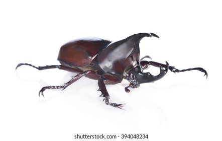 Male Rhinoceros Beetle Rhino Beetle Hercules Stock Photo 394048234 ...