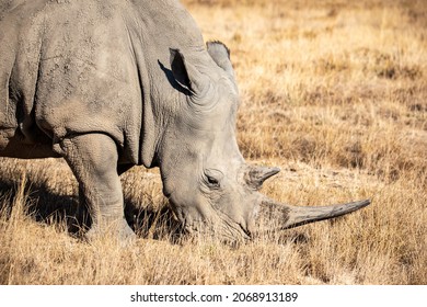 Male rhinoceros grazing at Wild Life Safari. - Shutterstock ID 2068913189