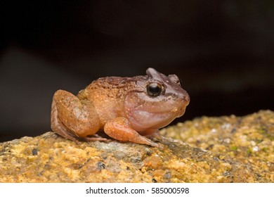 Plicatellus Images, Stock Photos & Vectors | Shutterstock