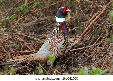 Male Ring-necked Pheasant, Canada