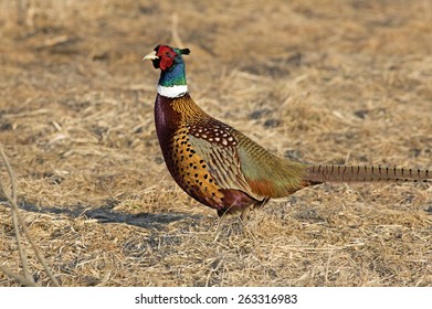 Male ring-necked pheasant in late afternoon sun walking along a dormant field.