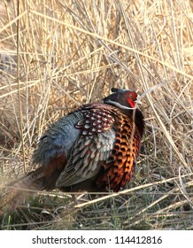 Male ring-necked pheasant ruffling his feathers.