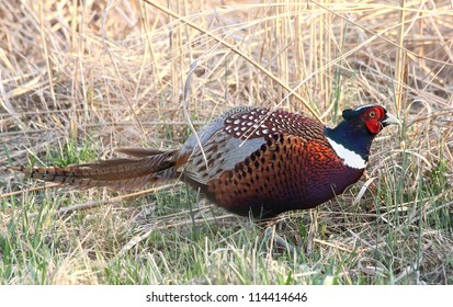 Male ring-necked pheasant walking in a field of tall grass.