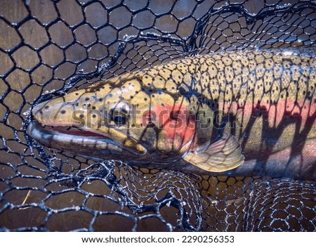 A male river steelhead in a landing net