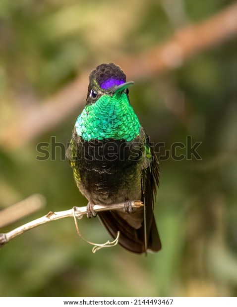 A male Rivoli\'s\
magnificent hummingbird displaying its colorful crown and throat\
perched on a tree limb. 