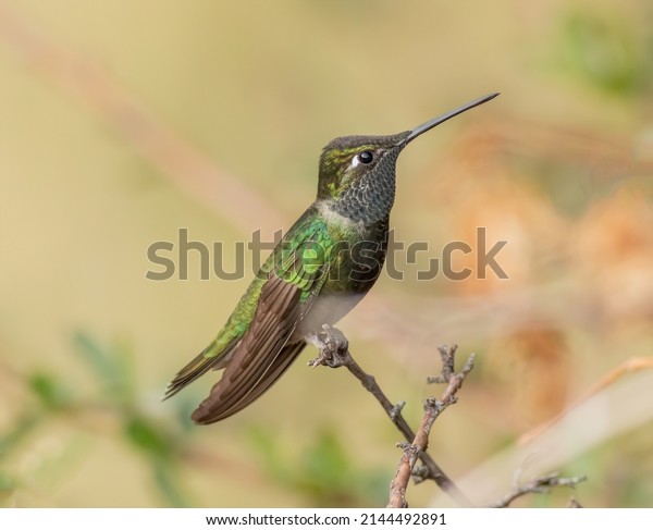 A male rivoli\'s magnificent hummingbird perched on a\
small branch. 