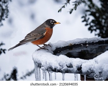 A Male Robin Perched On The Edge Of A Heated Bird Bath During A Winter's Snow Storm.