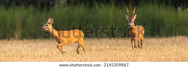Male roe deer following female on a stubble field\
in rutting season.