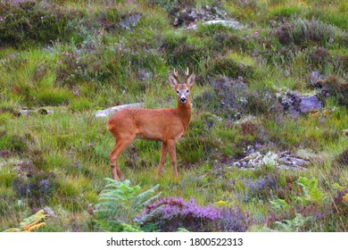 A Male Roe Deer Looking Towards The Camera On A Dull Morning, Plockton, West Highlands, Scotland, UK