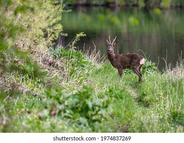 Male Roe Deer On A River Bank In Scotland