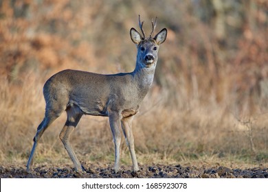 ノロジカ High Res Stock Images Shutterstock