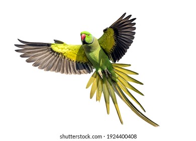 A male rose ringed parakeet in flight - Powered by Shutterstock