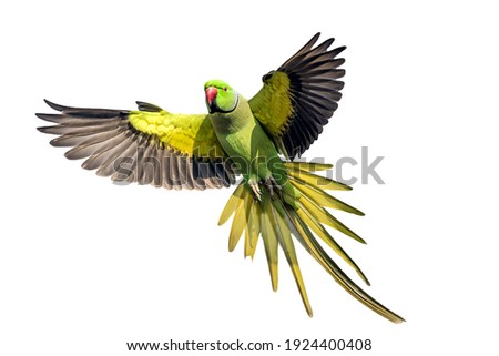 A male rose ringed parakeet in flight
