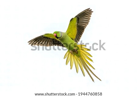A male rose-ringed parakeet about to land