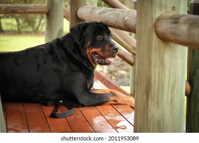 Male Rottweiler Dog Sitting On Porch Looking Off Into The Distance