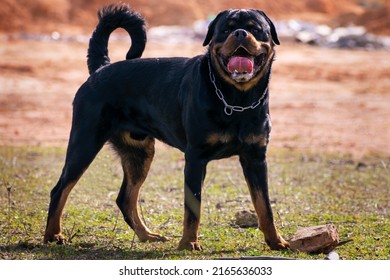 can a rottweiler have a long tail