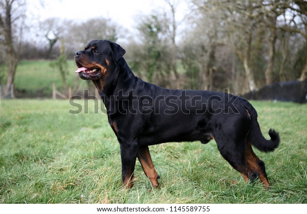 rottweiler with undocked tail