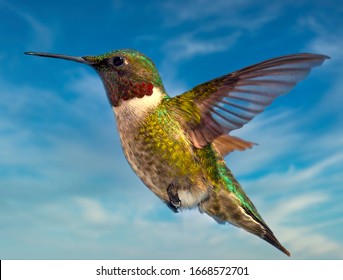 Male Ruby Throated Hummingbird In Flight