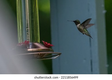 Male Ruby Throated Hummingbird In Flight At Feeder.