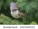  Male Ruby-crowned Kinglet in spring